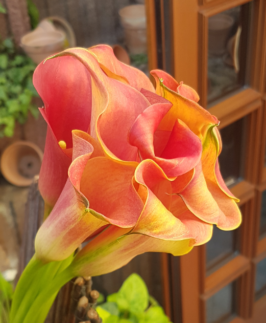 Calla
