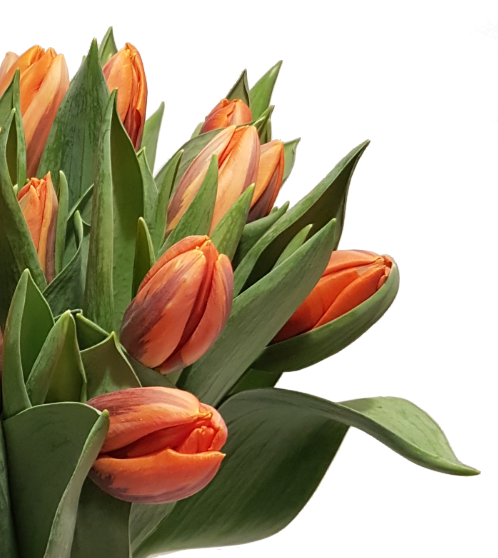 Screenshot_20200208-134945-1EPdLtNWKdjau2