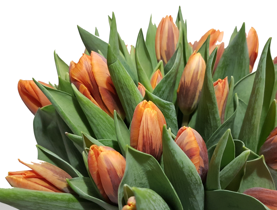 Screenshot_20200208-134949-1