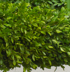 Screenshot_20200209-071910-1