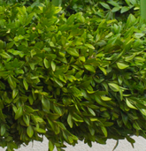 Screenshot_20200209-071910-1