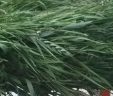 Screenshot_20200209-071934-1