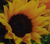 Screenshot_20200602-200652-10x15-SB-4