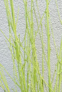 Screenshot_20210523-193221-1-dd