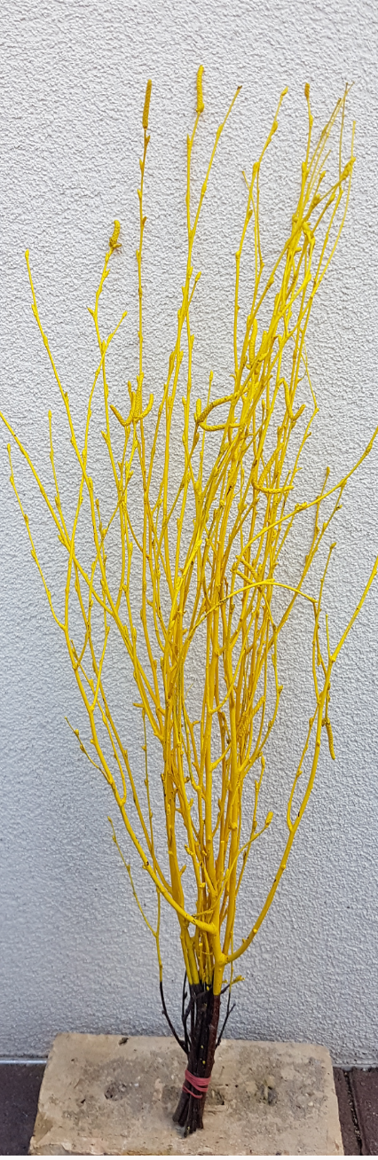 Screenshot_20210523-193259-1