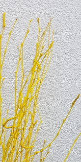 Screenshot_20210523-193259-2-b