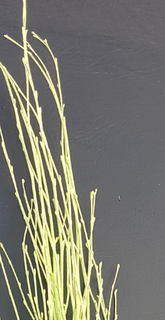 Screenshot_20210523-193345-1-xx