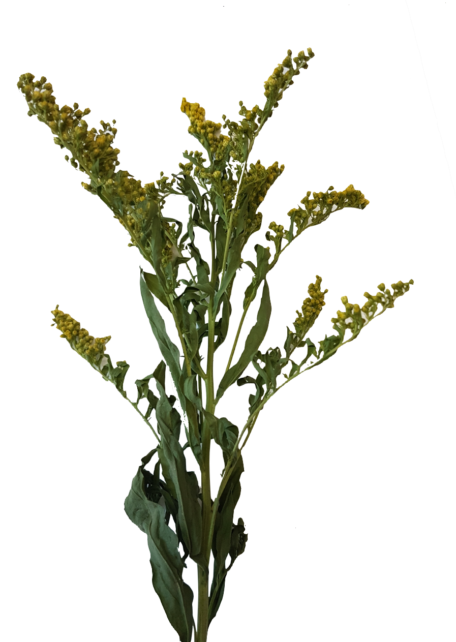 Screenshot_20210524-133842-1-Kopie