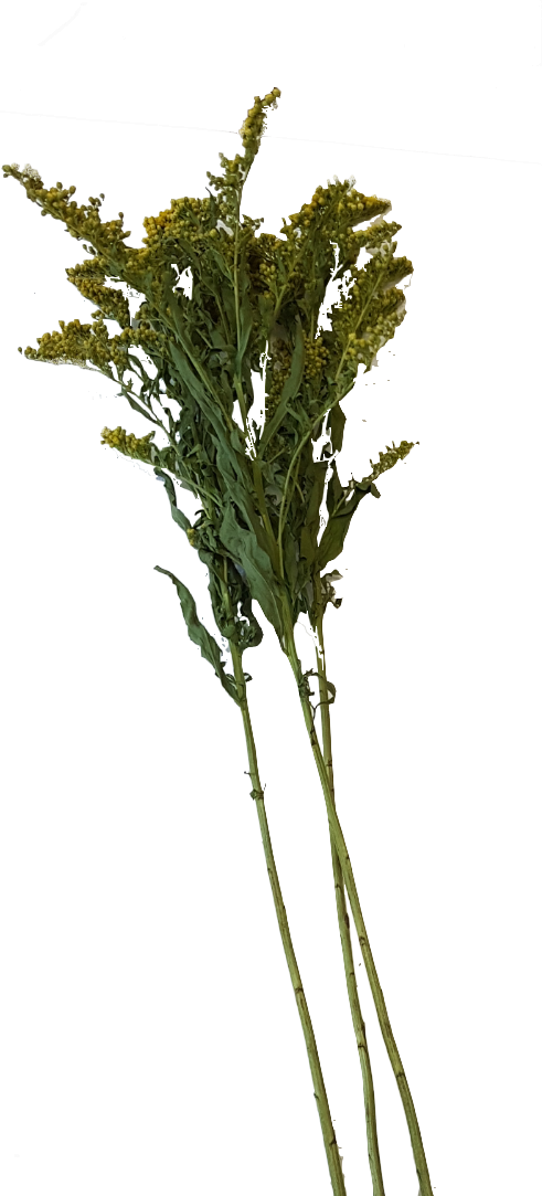 Screenshot_20210524-133845-1-Kopie