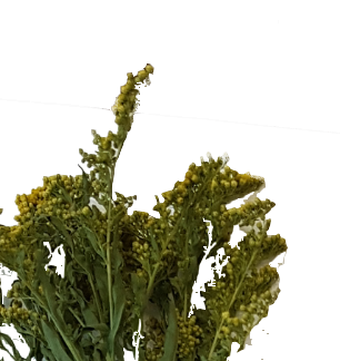 Screenshot_20210524-133845-1-m