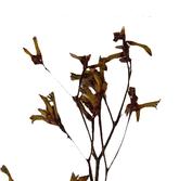 Screenshot_20210524-133902hnn