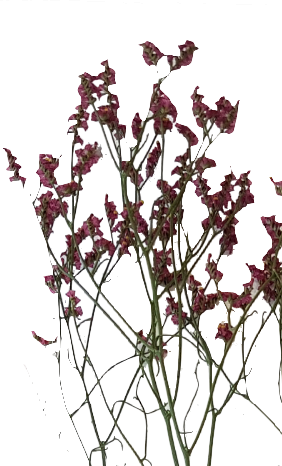 Screenshot_20210524-133907-1-jhh