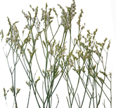 Screenshot_20210524-133929-1-t