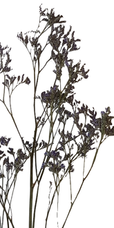 Screenshot_20210524-133936-1-jj