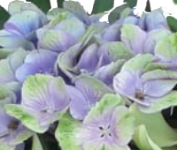 Screenshot_20210628-120326-1-33ee