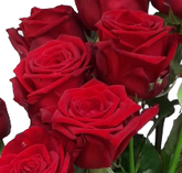 Screenshot_20210628-121332-1-33