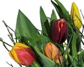 Screenshot_20220315-0950391_Gallery-1