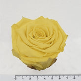 nbbnmnm-b-Kopiegv-n-j-jk