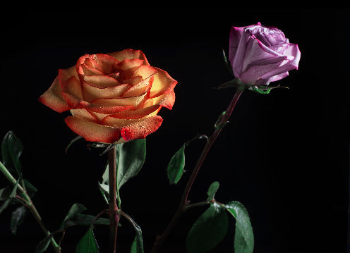 Rose in the dark