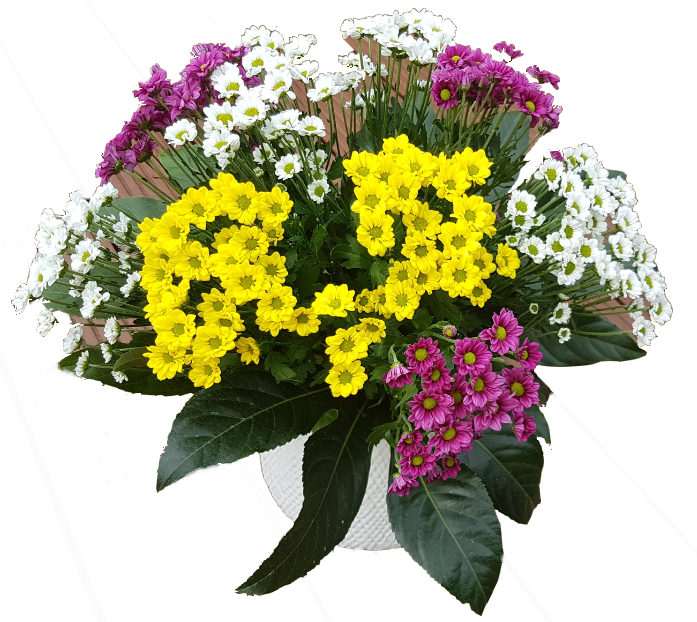 Chrysanthemen