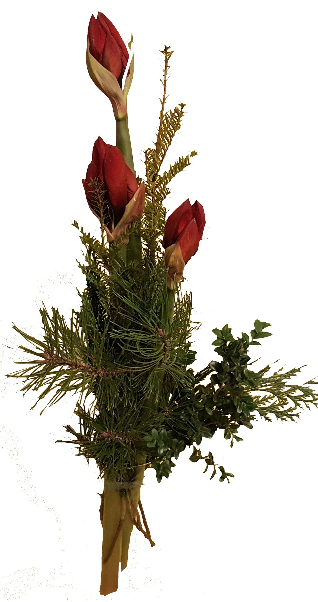 adventlicher Blumenstrauß rote Amaryllis frisches Grün zum Advent zu Weihnachten