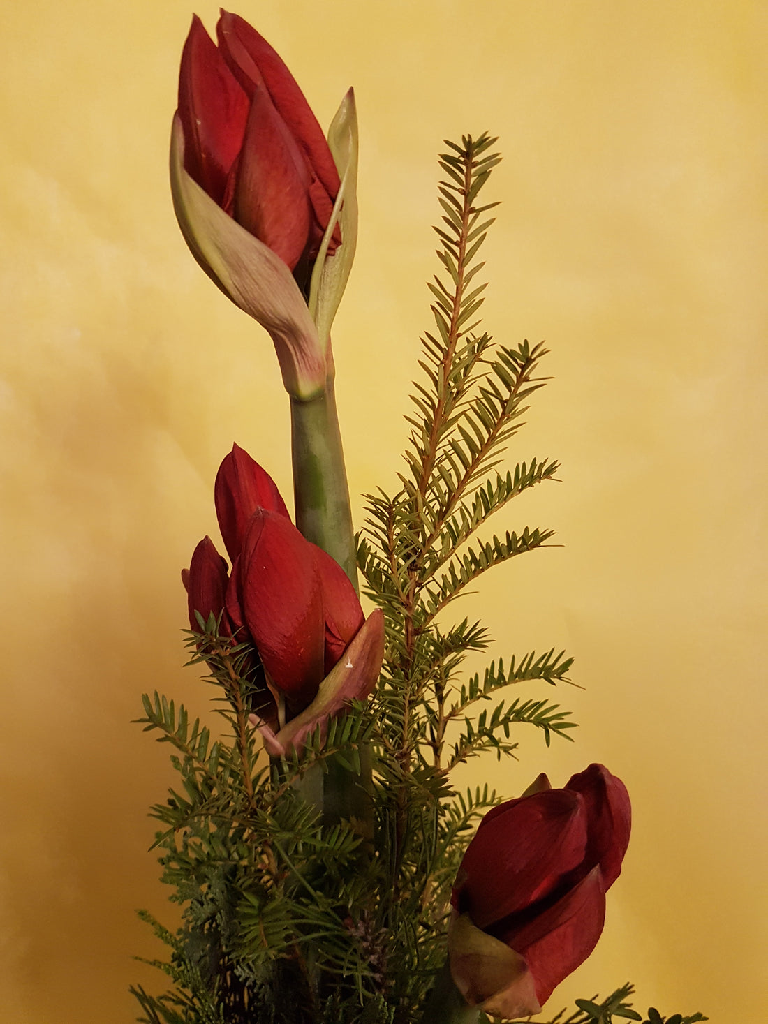 adventlicher Blumenstrauß rote Amaryllis frisches Grün zum Advent zu Weihnachten