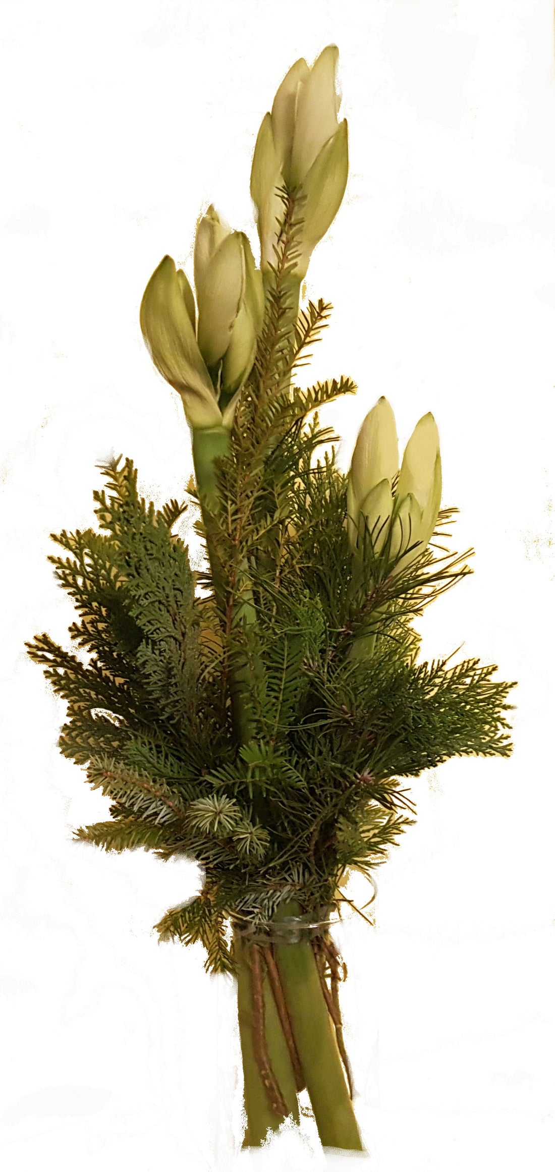 winterlicher Blumenstrauß weiße Amaryllis frisches Grün zum Advent zu Weihnachten