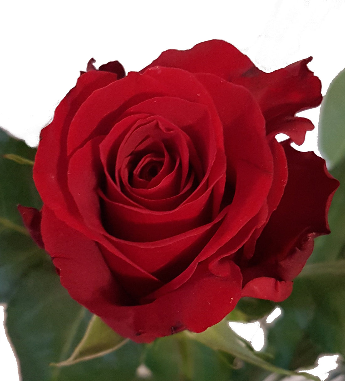 Rote Rose - Fair gehandelt - Red Devel 