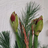 3x Blüten amaryllis rot