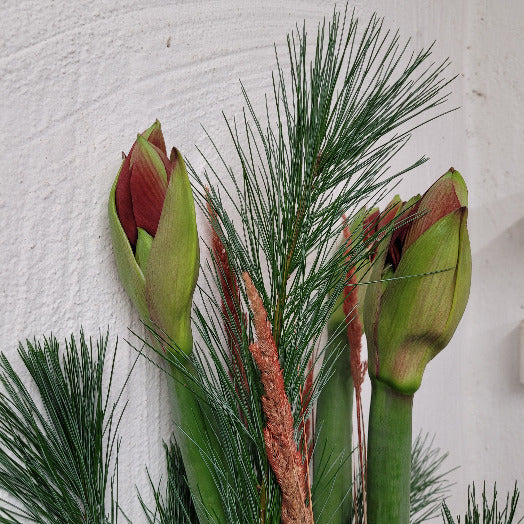 3x Blüten amaryllis rot