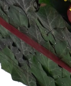 Besonderes Trauergesteck mit Efeublätter