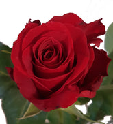 rote Rosen - Trauer Grab - Herz