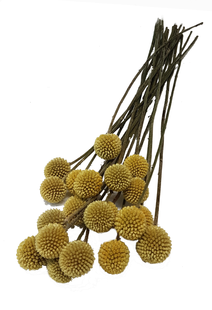 Trockenblumen 20x Craspedias