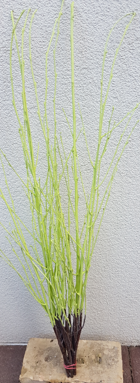 Screenshot_20210523-193221-1