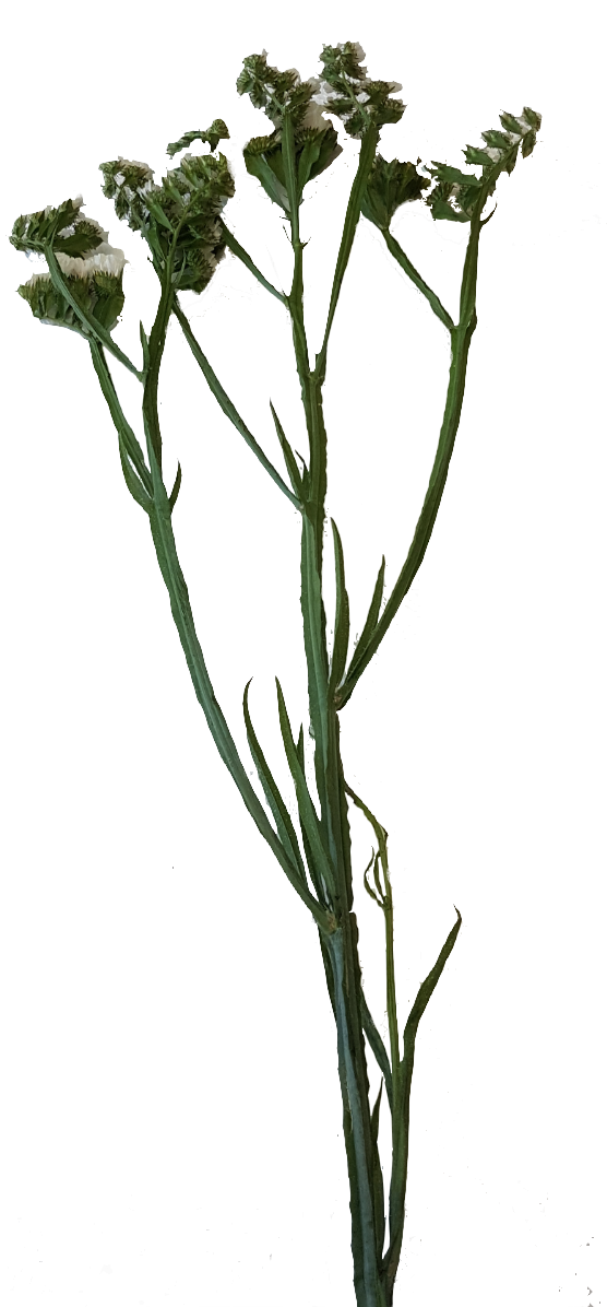 Screenshot_20210524-133731-1