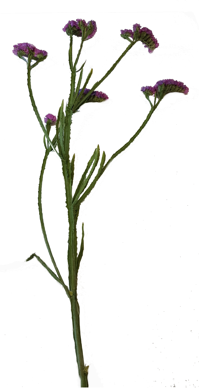 Screenshot_20210524-133801-1n8SSb9dvAxsCF