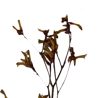 Screenshot_20210524-133902hnn