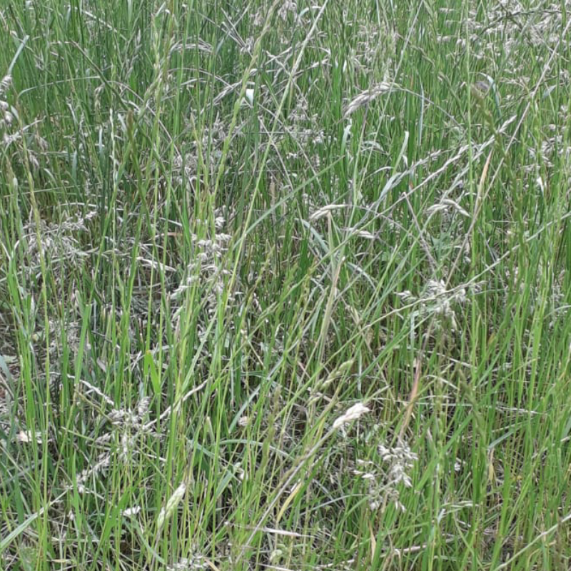 Screenshot_20210607-091824-1